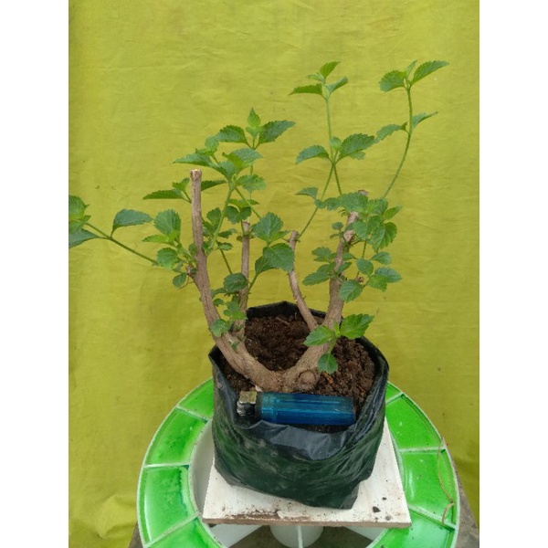 BAHAN BONSAI LANTANA CAMARA 04