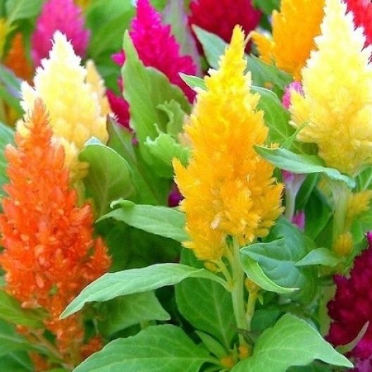 Haira Seed Bibit-Biji Bunga Celosia Pampas Plume Mix