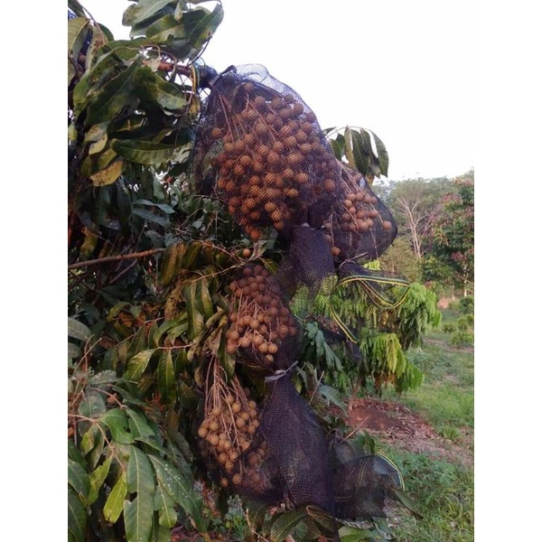 Jaring Buah Klengkeng / Bisa buat media Aquarium..