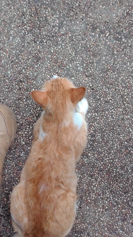 Gembok Putih 40 Mm Leher Panjang Hpp Murah