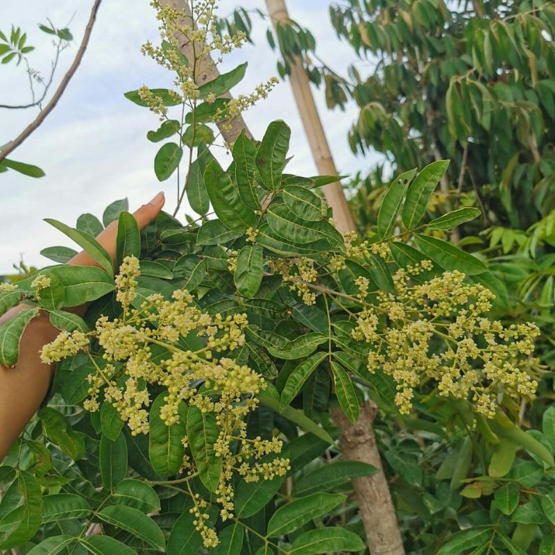 Bibit Kelengkeng Aroma Durian