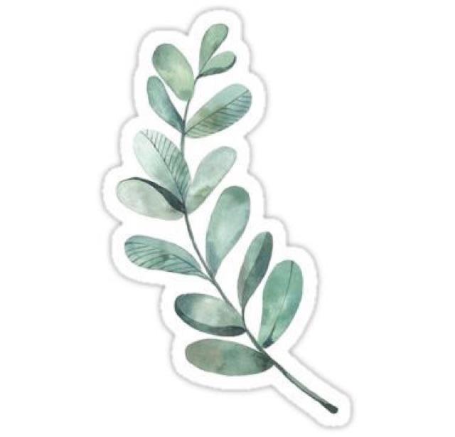 Bibit Anggur Lokal Yellow Belgie