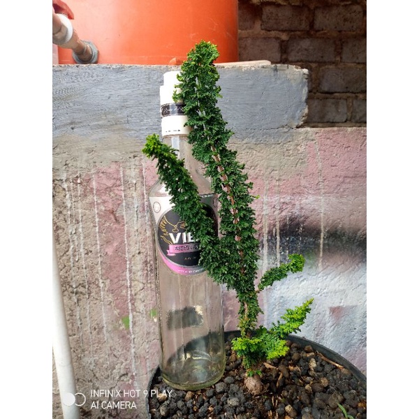 cemara sekka hinoki jepang