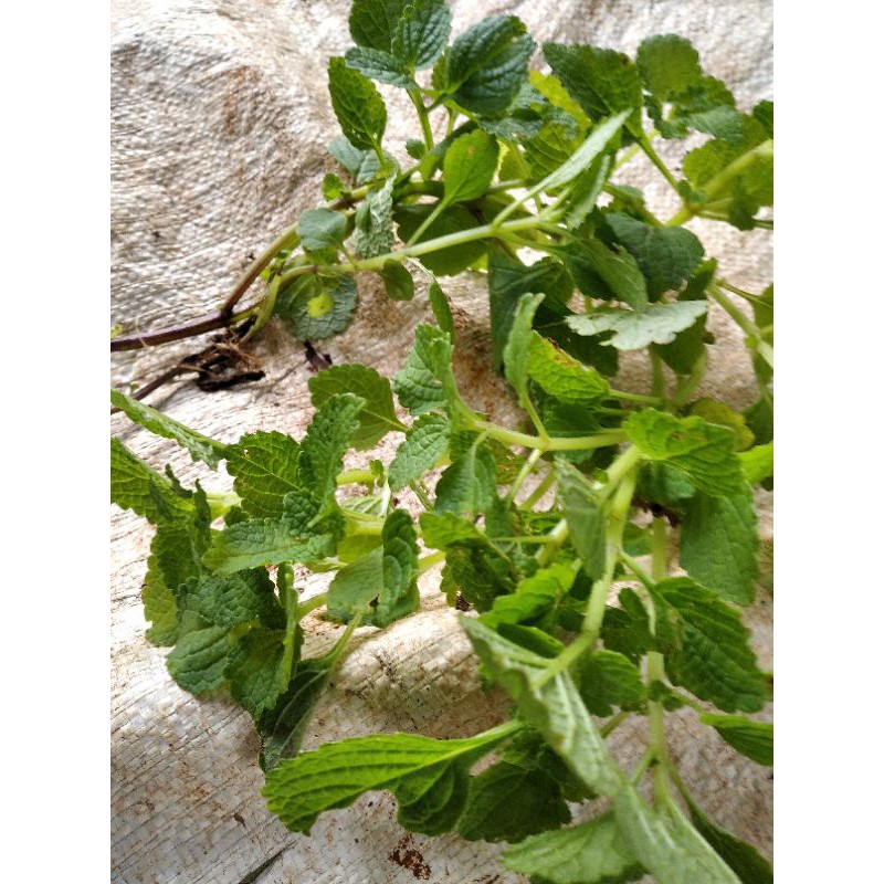 Benih kentang hitam/ lokal.