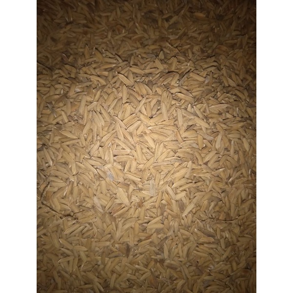 PADI / GABAH BERAS MERAH  PAKAN AYAM