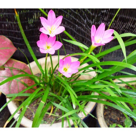 tanaman hias Rain Lily Bunga Hidup Murah Indoor - tanaman hias kucai tulip bunga pink