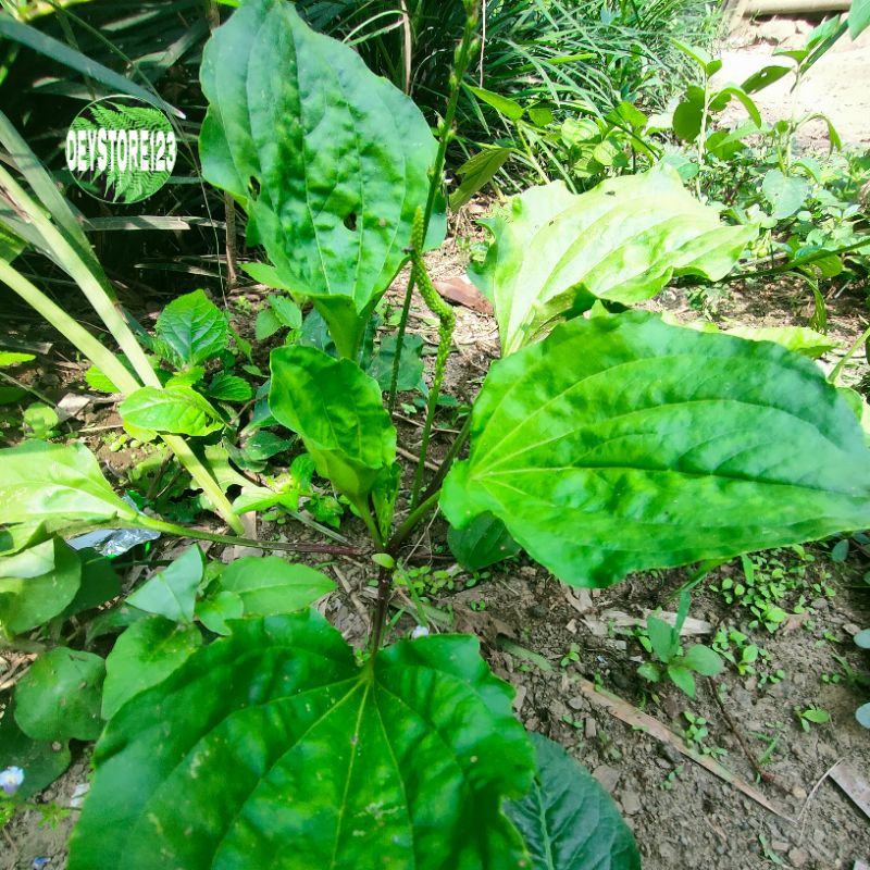 

Daun Sendok Atou Ki Urat Segar 300 Gram