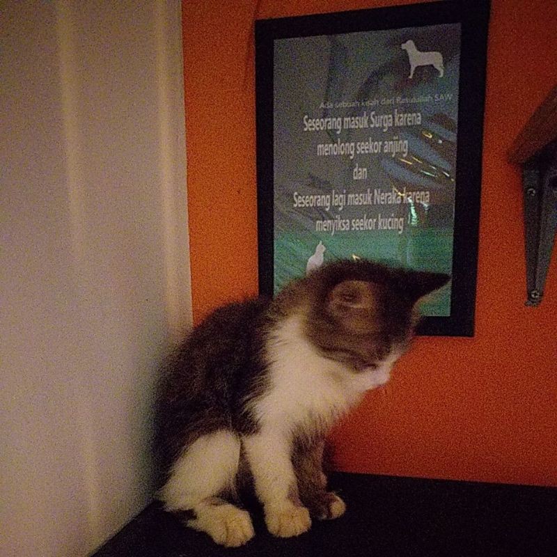 kucing mix maine coon bi colours