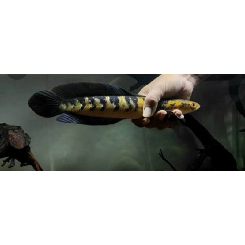 Channa Maru Yellow Sentarum Red Eye 9-10 FULL PELET