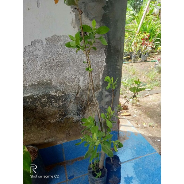 BIBIT TANAMAN BELUNTAS HERBAL SIAP TANAM bibit luntas bibit daun luntas bibit sayur luntas tanaman o