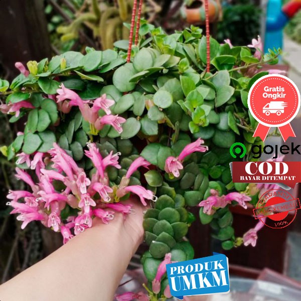 Tanaman hias gantung cantik Lipstik bunga pink LANGKA