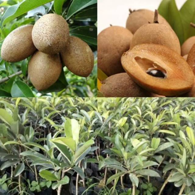 BIBIT TANAMAN SAWO JUMBO/ALANO