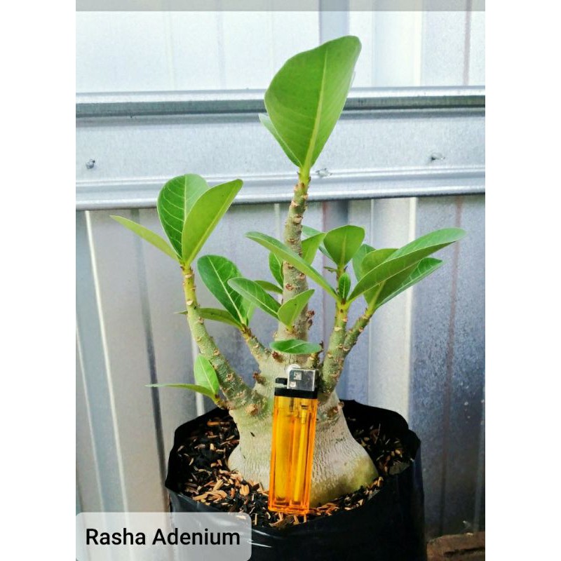 Big adenium arabicum. Size c+ bunga merah.