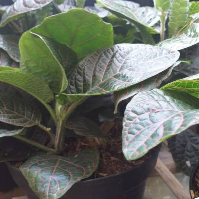 Bunga lolipop / benih herbal / hiasan taman