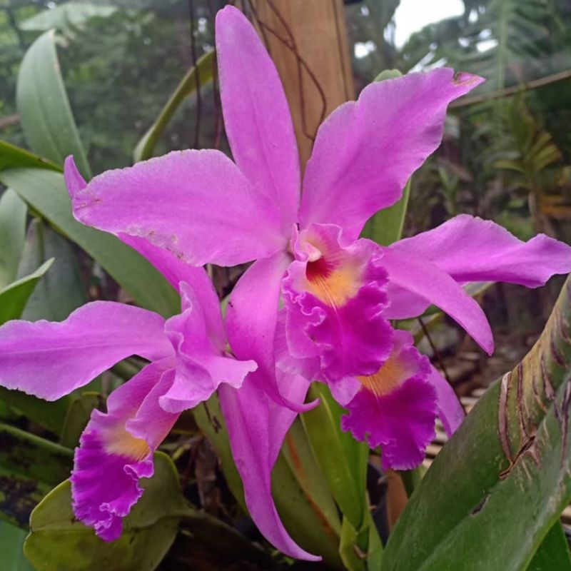 Cattleya Mantinii / Anggrek catty mantini / ekonomis / murah / dewasa