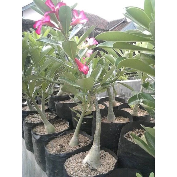 Amefurashi 1 Benih Biji Adenium Black Giant Adenium Arabicum Seed