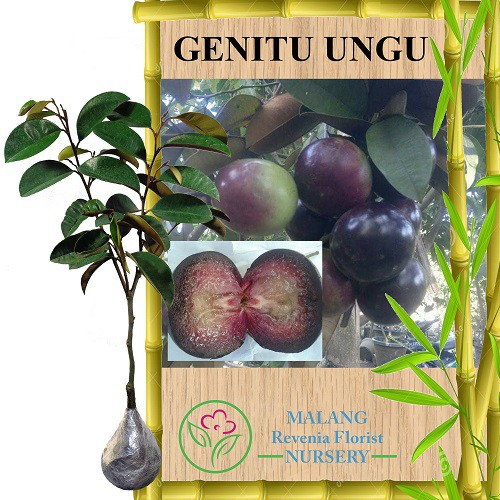 Tanaman Genitu Ungu (Sambung Susu)