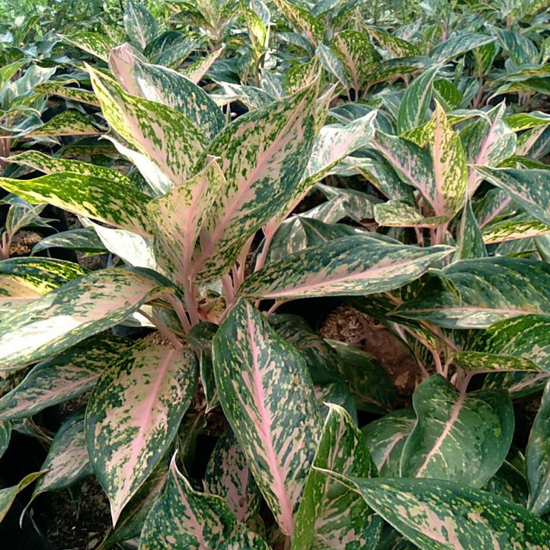 Aglonema Silver bell remaja