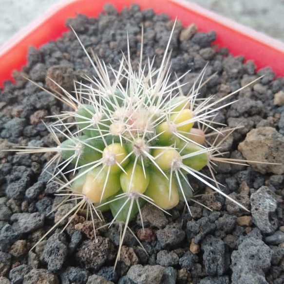 golden barrel variegata | echinocactus grusonii variegata KAKTUS SUKULEN TANAMAN HIAS