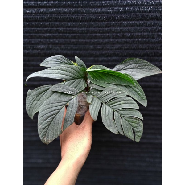 anakan tenuis silver rambatan new