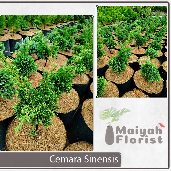 Cemara Sinensis - Juniperus Chinensis - Cemara Cina - Tanaman Hias - Bahan Bonsai