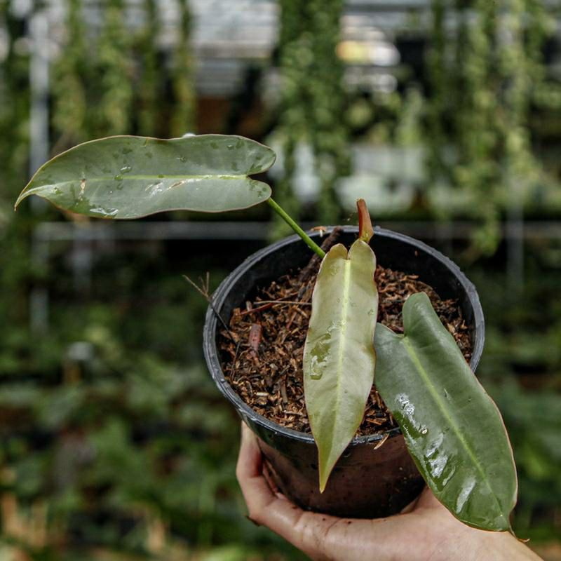 tanaman hias philodendron atabapoense