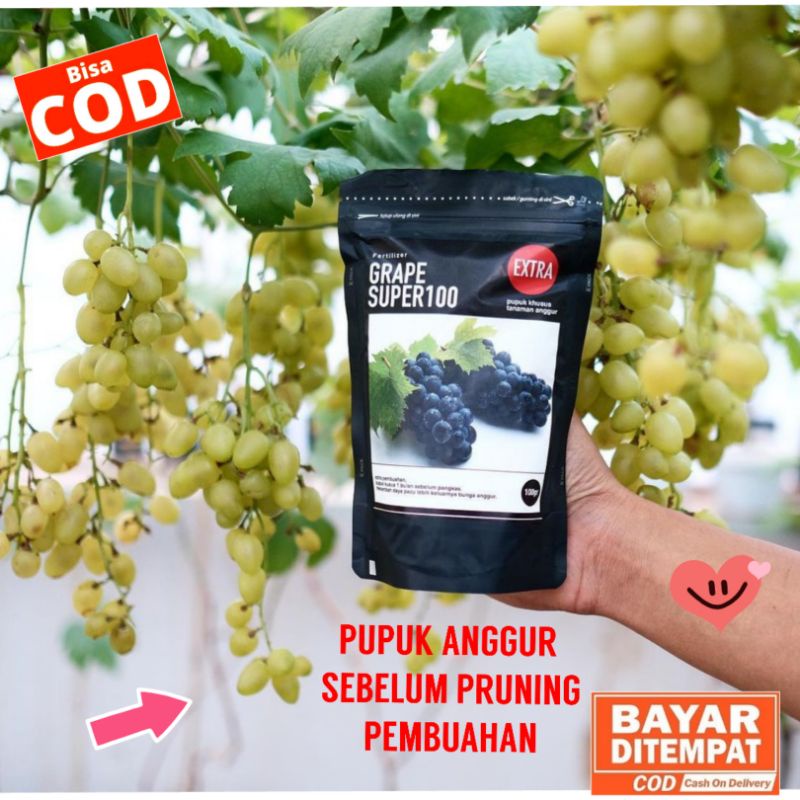PUPUK BUAH ANGGUR, PUPUK PEMBUAHAN ANGGUR PUPUK GENERATIF ANGGUR