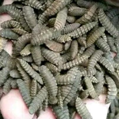 【C3C】⊙ bibit maggot bsf - pupa maggot bsf - black soldier fly .,.,