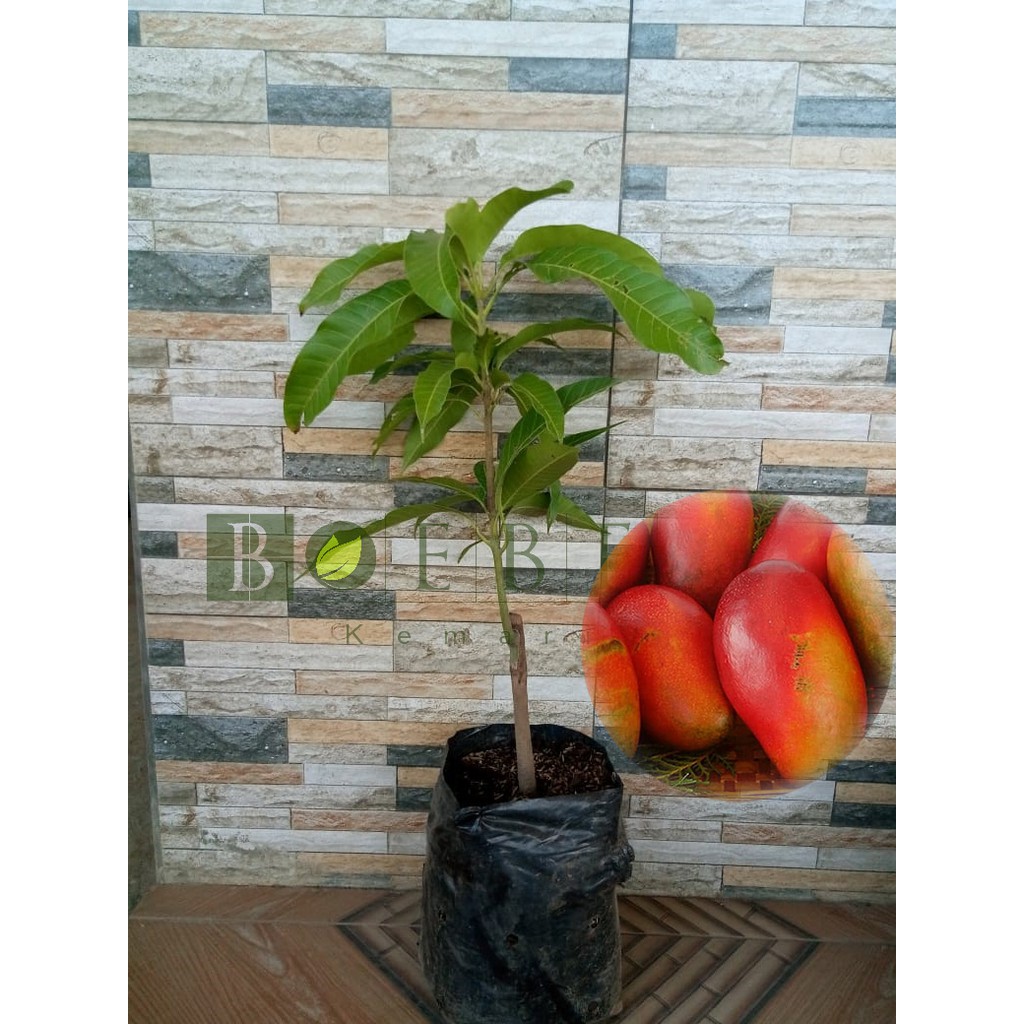 Bibit Mangga Red Emperor/Tanaman Mangga Red Emperor