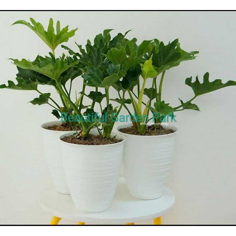 Tanaman Hias Monstera Jari Jari Pohon Hias Philodendron Jari Jari Shopee Indonesia