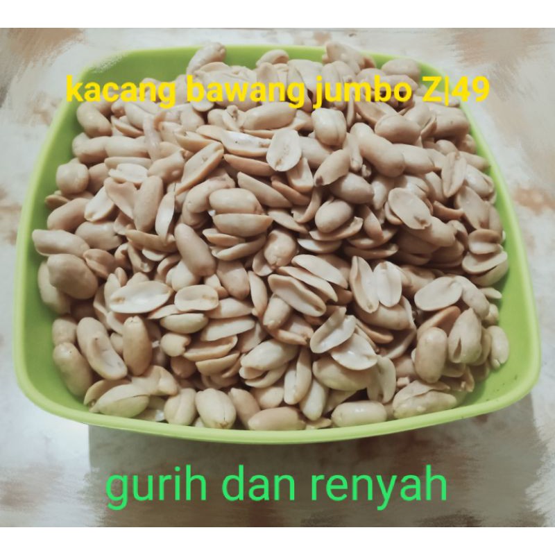 

kacang bawang jumbo