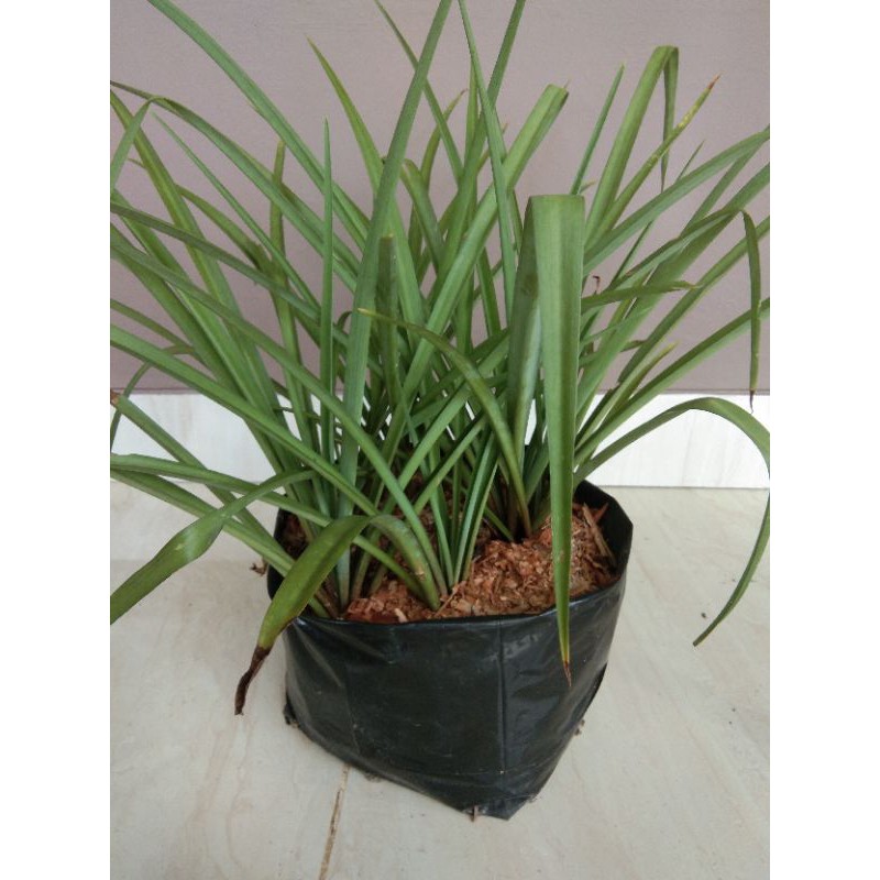 Bibit Bunga Sedap Malam