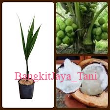 Bibit Kelapa Kopyor Super Genjah