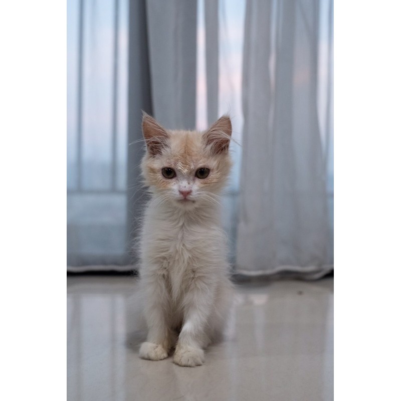 kucing persia kitten