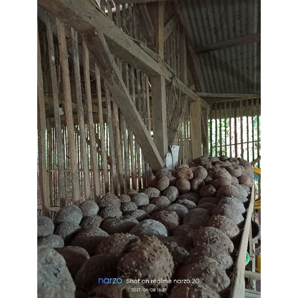 bibit umbi porang hitam black konjak berat 1,5/1,6/1,7kg