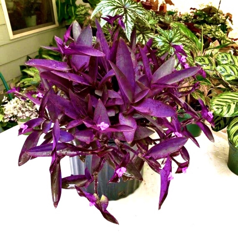 Tanaman hias adam hawa ungu purple-pohon pacok gaok-(tanaman hidup-bunga gantung -bunga hidup murah)
