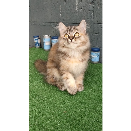 

Norwegian Forest mix