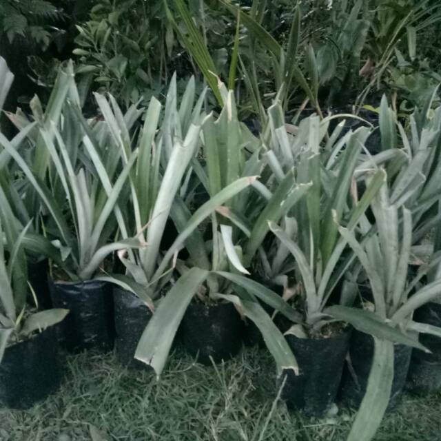 Bibit nanas madu super murah