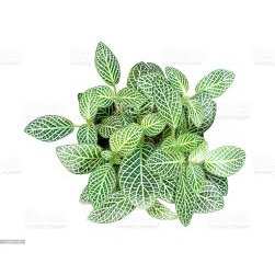 (BISA COD) Fittonia mini white / pitunia putih /pitonia putih - BAKUL KEMBANG