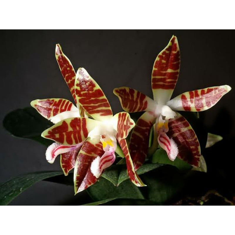 Anggrek Phalaenopsis Sumatrana