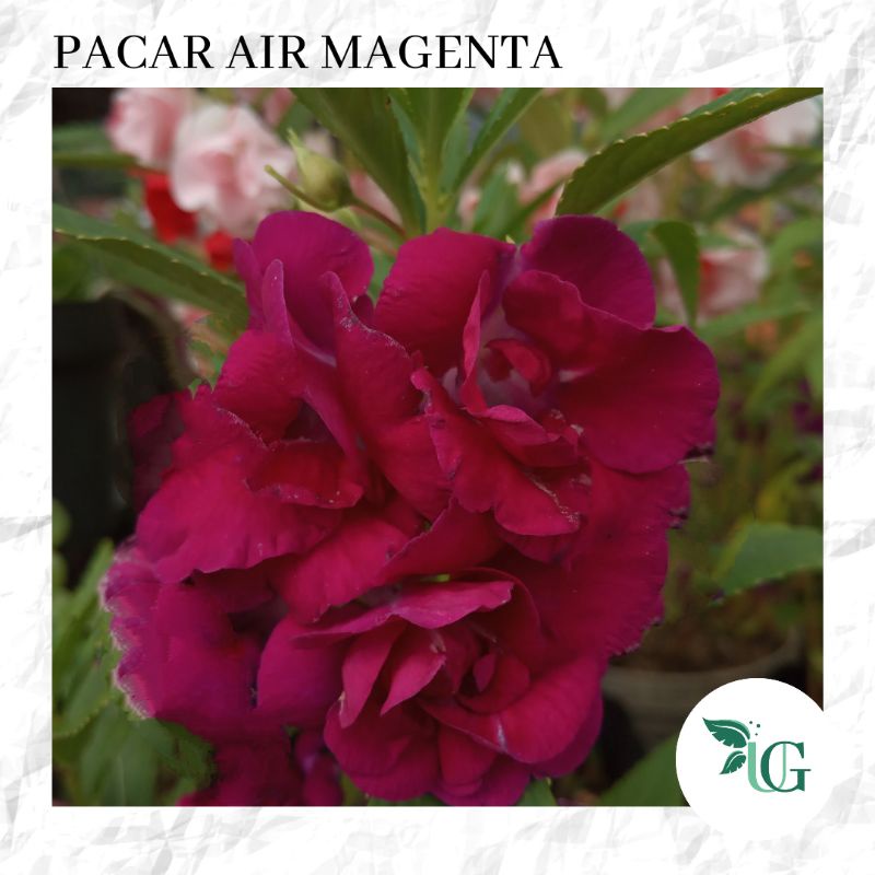 25 Biji Benih Bunga Pacar Air  Magenta Impatiens Rose Balsamina