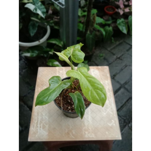 philodendron violin golden