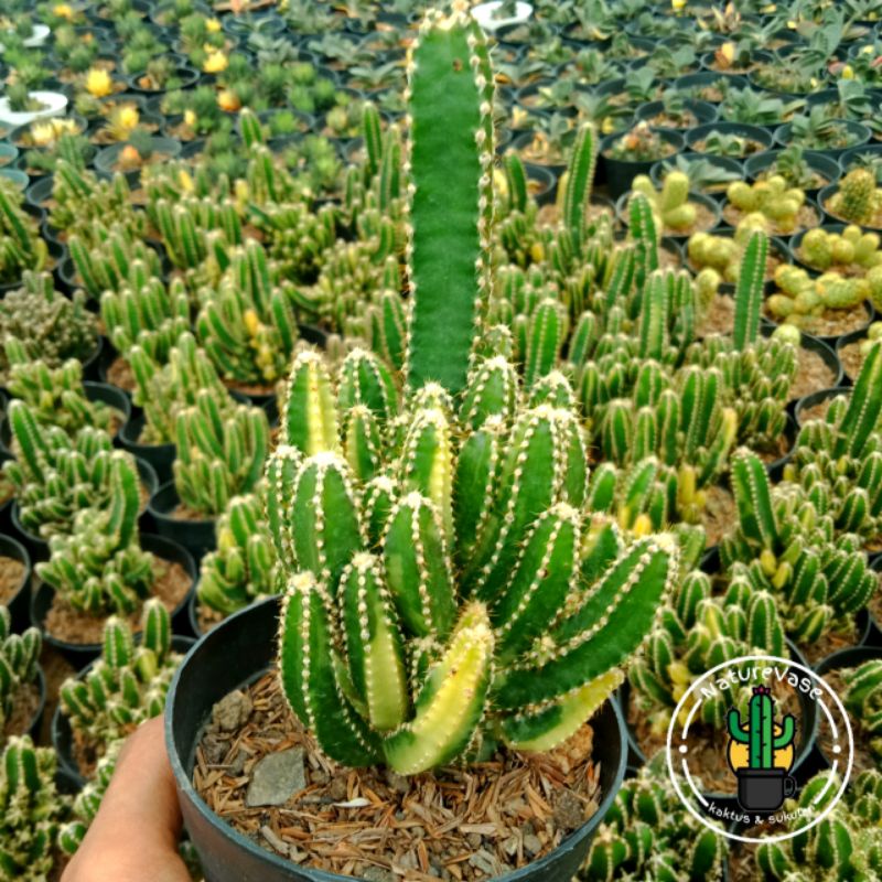 KAKTUS SKULEN kaktus candi variegata