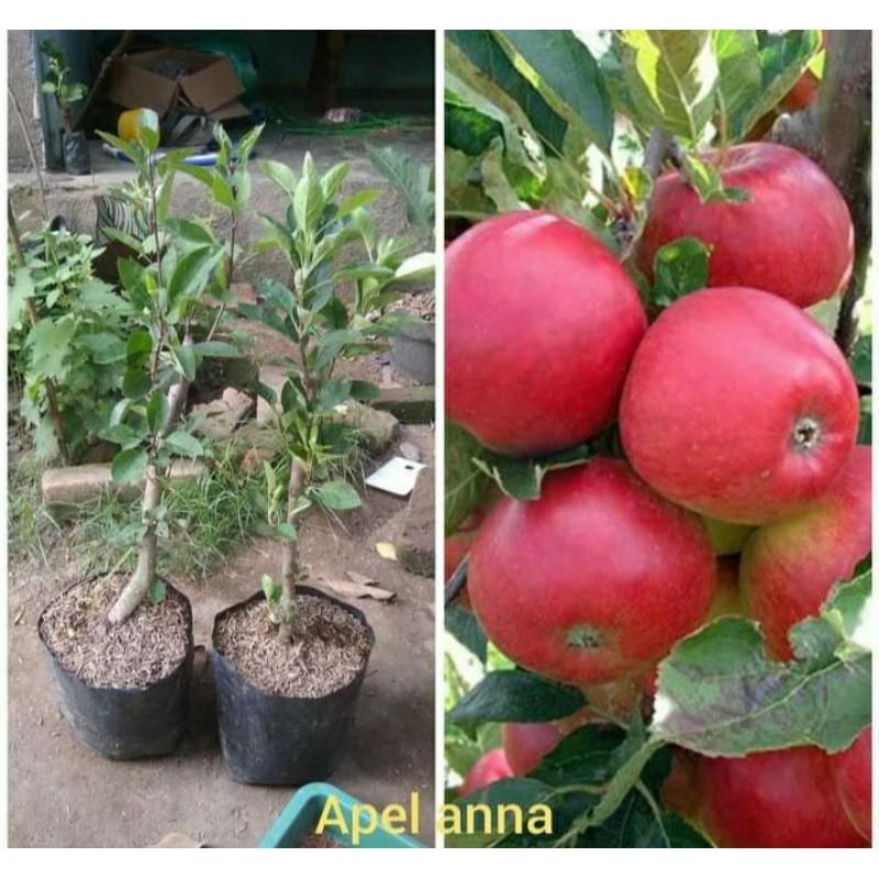 

ape anna
