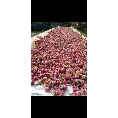 

Bawang Merah Fresh From Petani 1kg