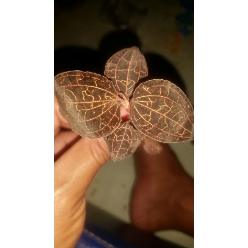 anggrek jewel permata coklat