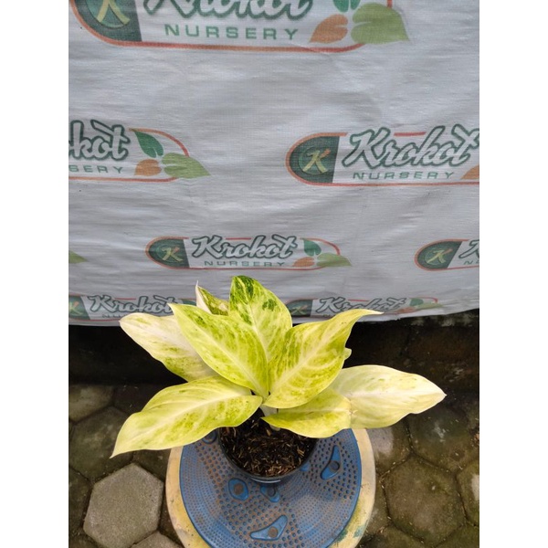 Tanaman Hias Aglonema Aglaonema Sundrop Kualitas Bagus