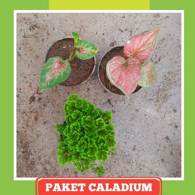 Paket Hemat Bibit Caladium / Keladi hias ( Red Peacock, Red Stardust, Papua Grace )
