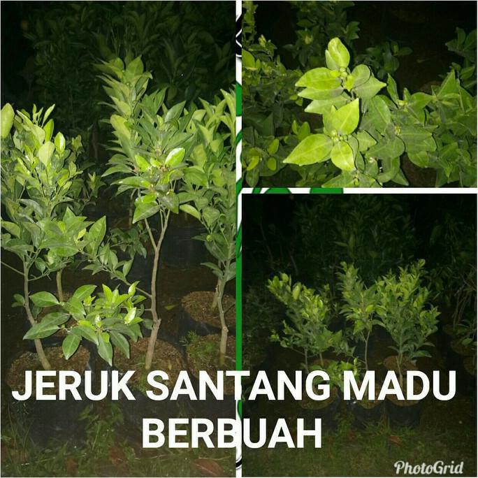 Bibit Tanaman Buah Jeruk Santang Madu .