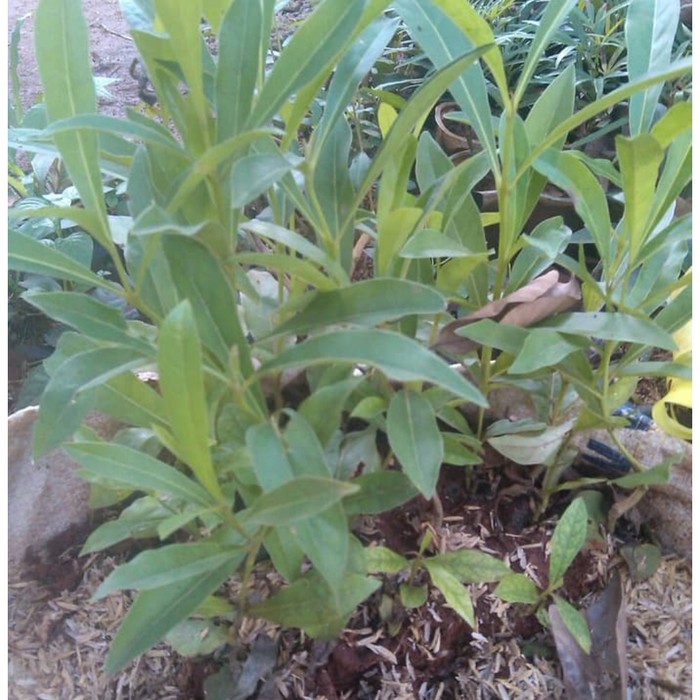 

Bibit Tanaman Pohon Bunga Sakura Kuning